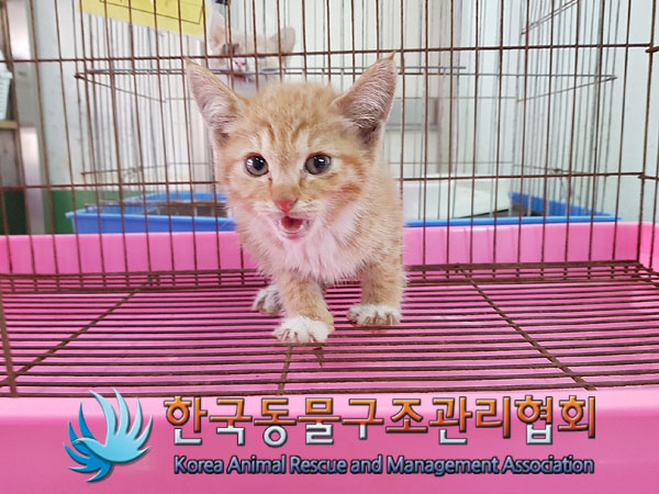 한국동물구조관리협회_411305202300551